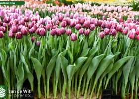 Tulipa Ocean Drive ® (1)